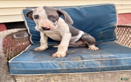 Great Dane dogs for sale: Sally Akc Harlequin - Image 12