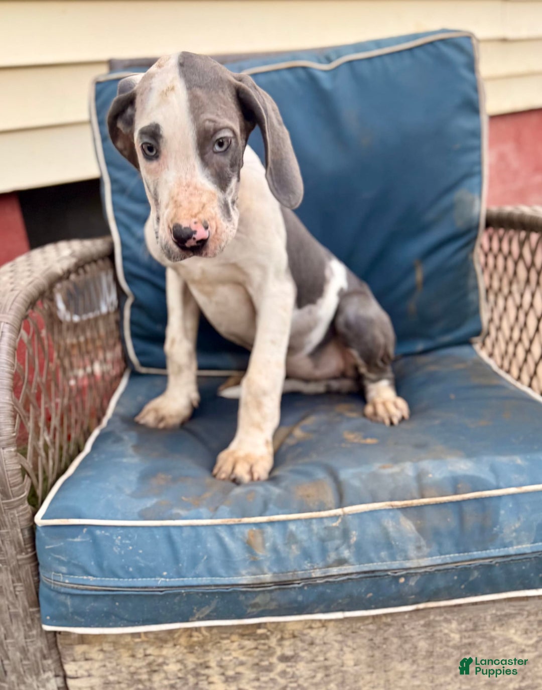 Great Dane dogs for sale: Sally Akc Harlequin - Image 12