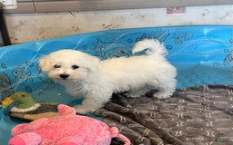 Bichon Frise dogs for sale: James - Image 1