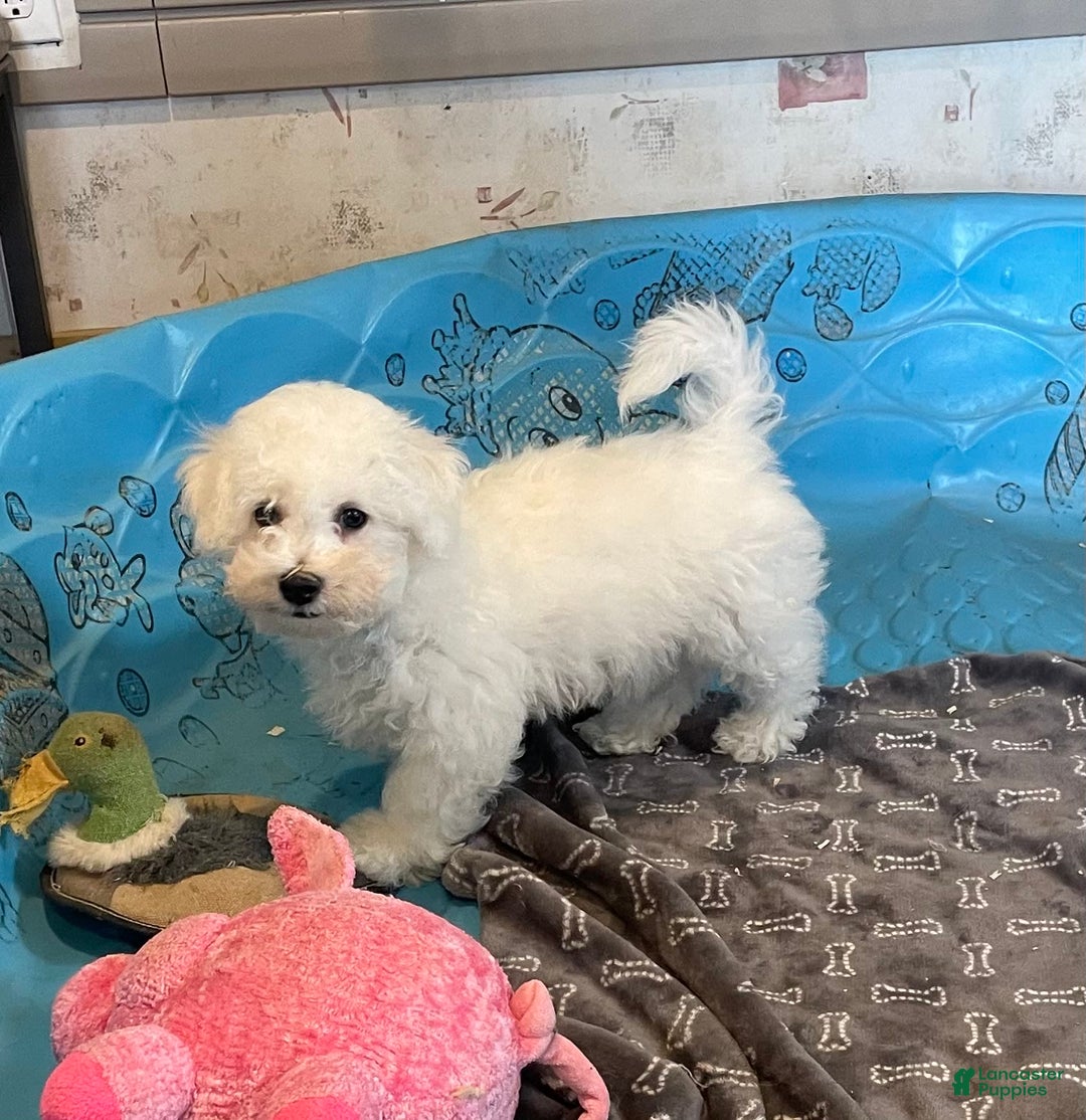 Bichon Frise dogs for sale: James - Image 1