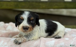 Miniature Dachshund dogs for sale: Dasher - Image 5