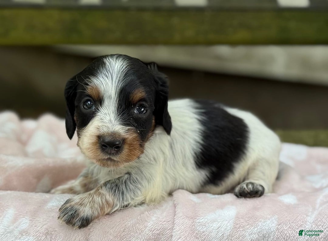 Miniature Dachshund dogs for sale: Dasher - Image 5