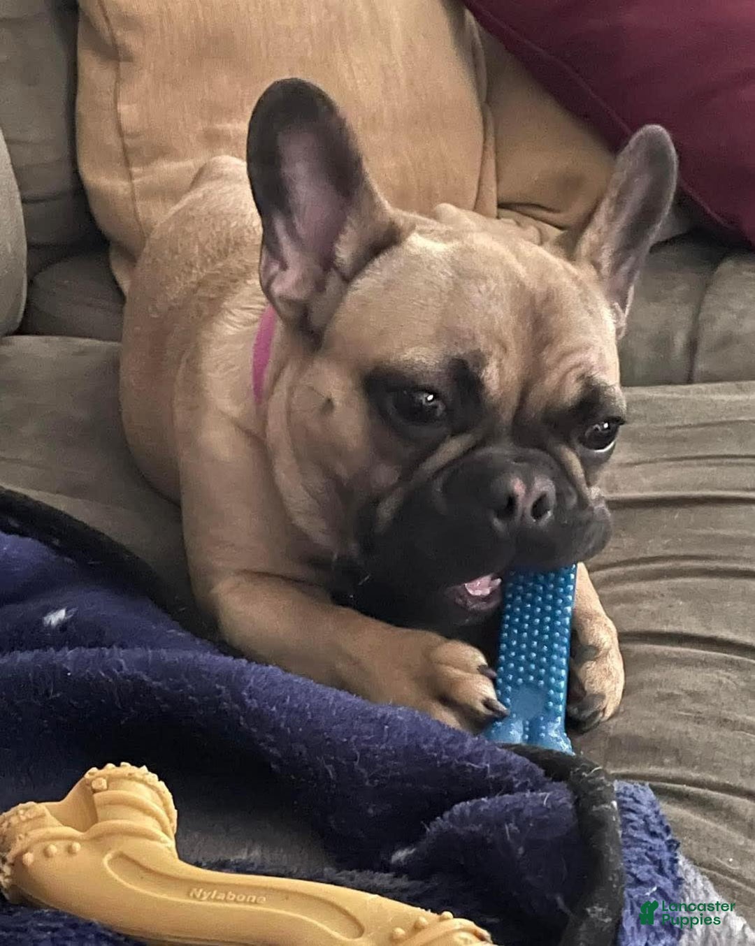 French Bulldog dogs for sale: Mara - Image 4