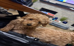 Toy Poodle dogs for sale: Silace - Image 10
