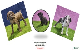 Catahoula Leopard Dog dogs for sale: Gabby 2025 F1 - Image 2
