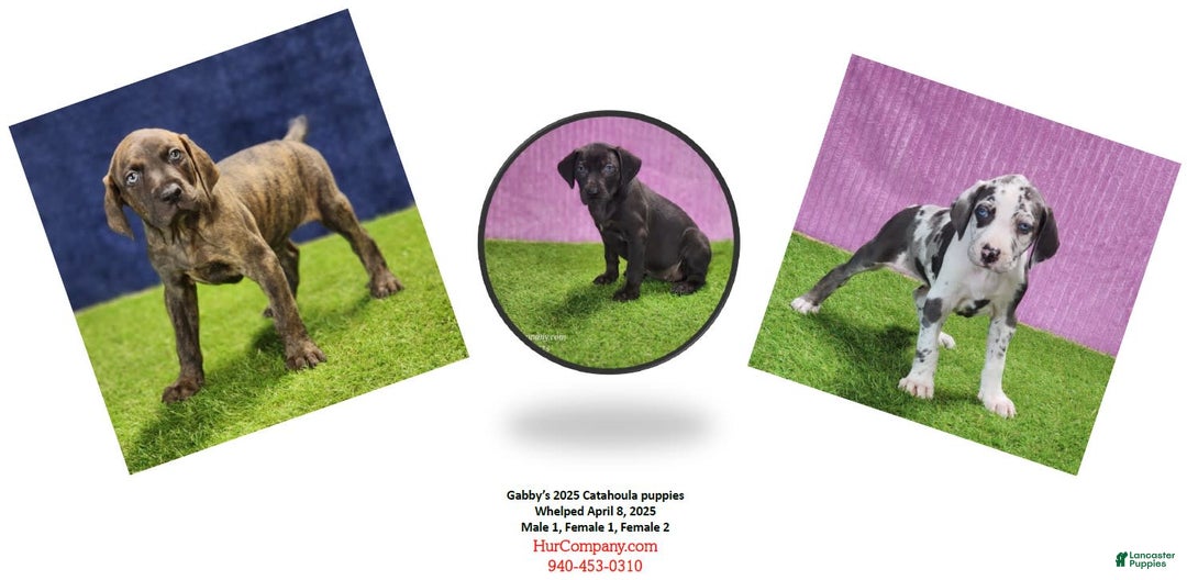 Catahoula Leopard Dog dogs for sale: Gabby 2025 F1 - Image 2