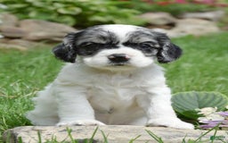 Cocker Spaniel dogs for sale: Tori - Image 3