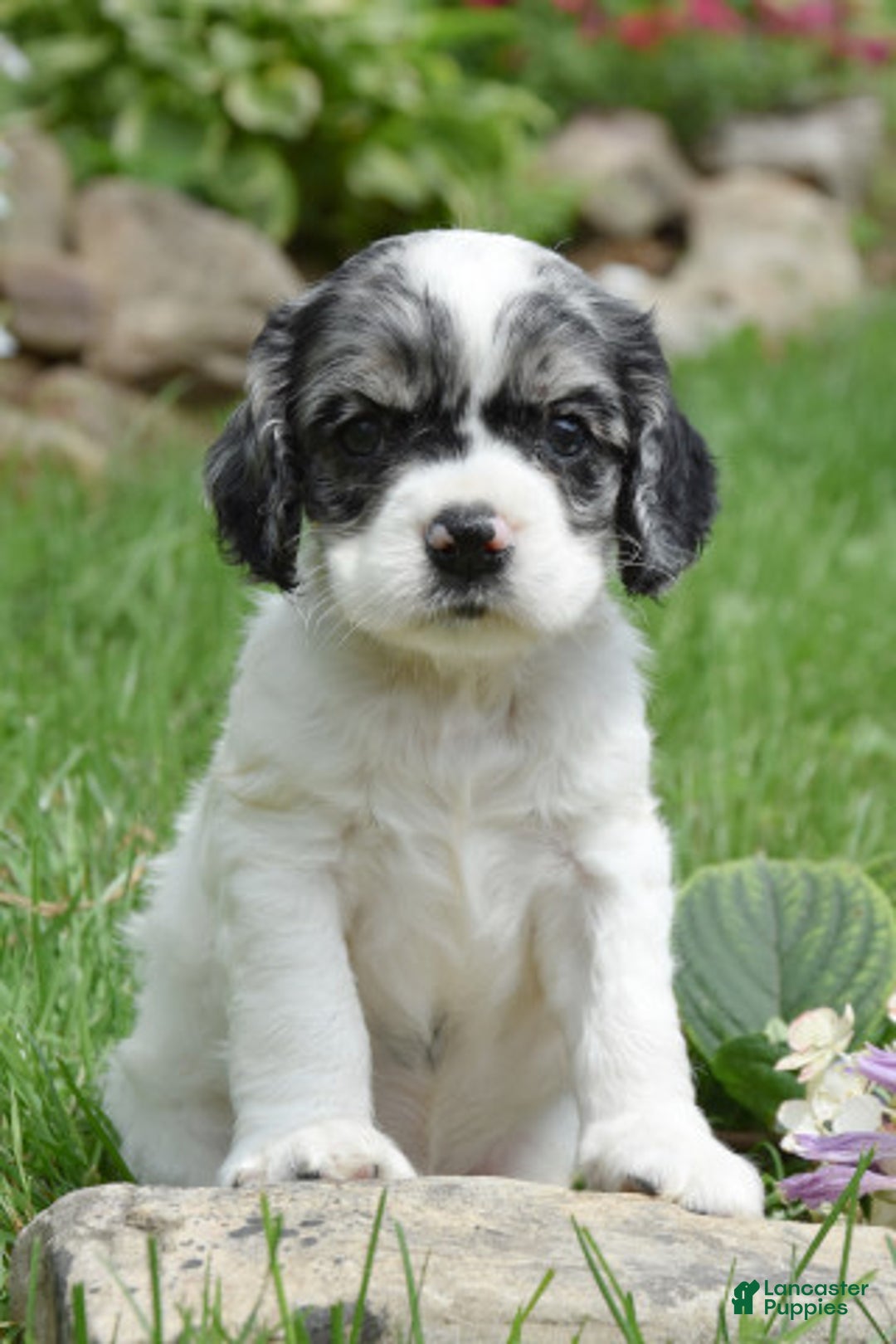 Cocker Spaniel dogs for sale: Tori - Image 3