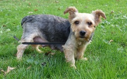 Yorkshire Terrier dogs for sale: Kenya - Image 10