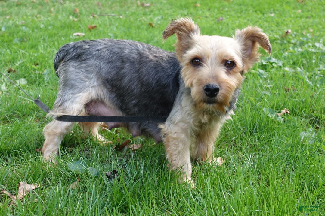 Yorkshire Terrier dogs for sale: Kenya - Image 10
