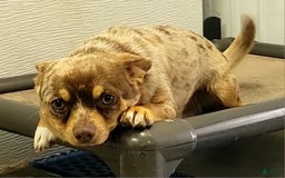 Chihuahua dogs for sale: Luca - Image 7