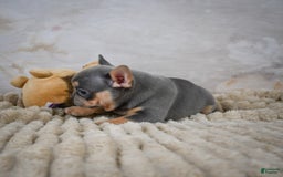 French Bulldog dogs for sale: Riley - Image 9