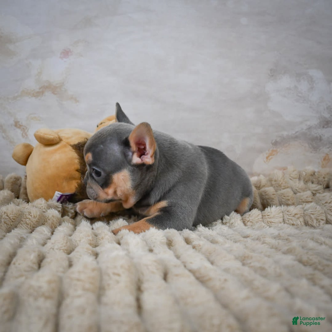 French Bulldog dogs for sale: Riley - Image 9