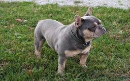 French Bulldog dogs for sale: Rosco - Image 5