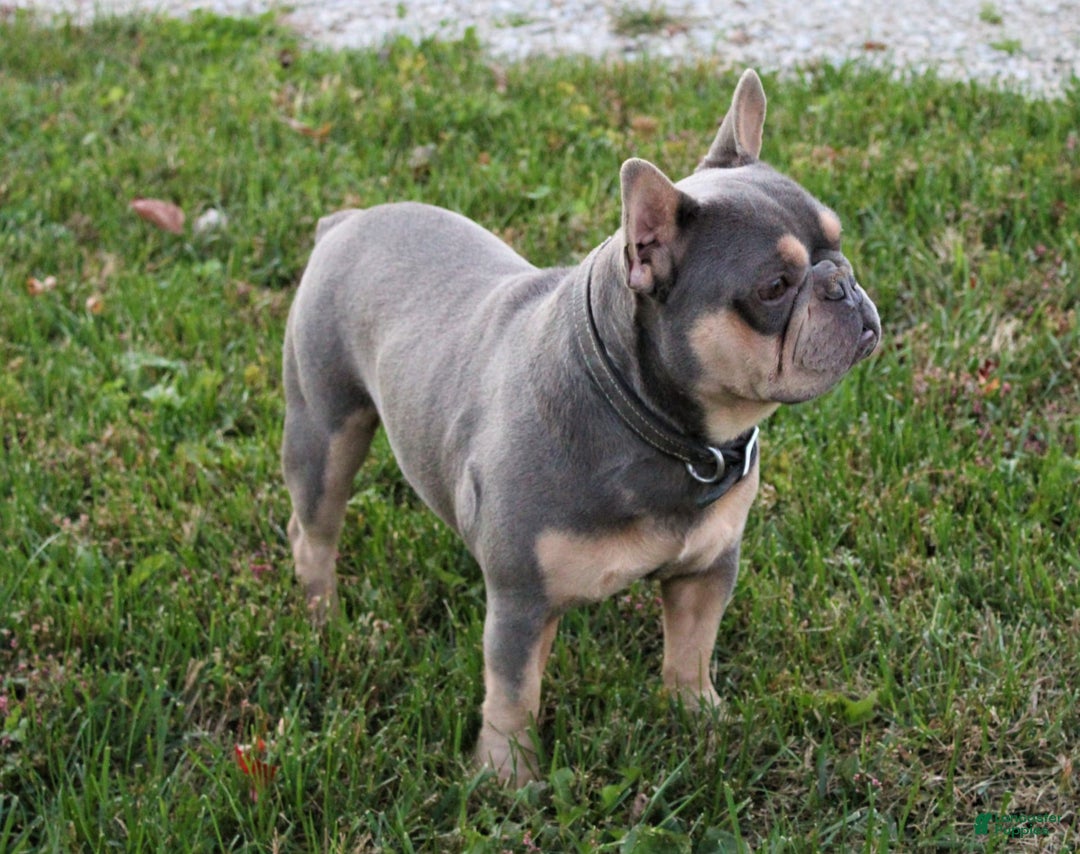 French Bulldog dogs for sale: Rosco - Image 5