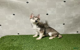 Siberian Husky dogs for sale: Lexy - Image 9