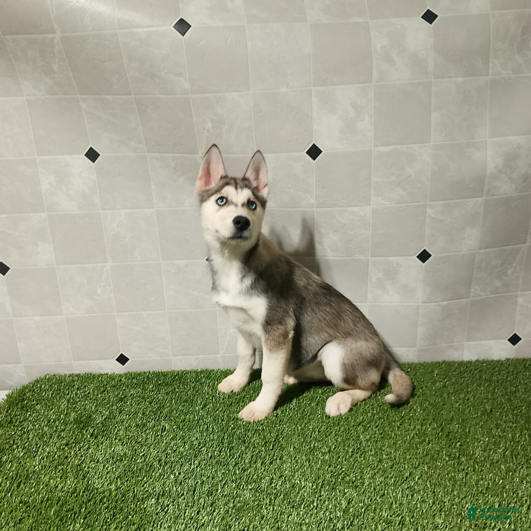Siberian Husky dogs for sale: Lexy - Image 9