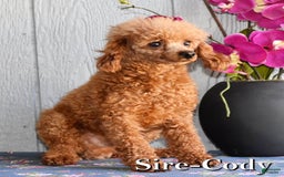Toy Poodle dogs for sale: Tinkerbell - Image 20