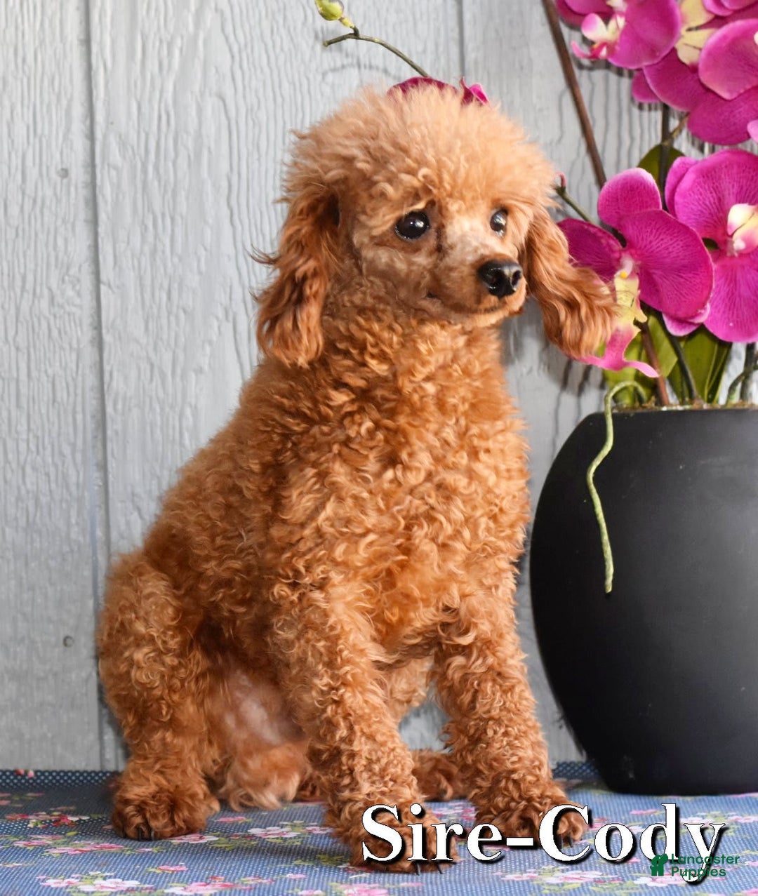 Toy Poodle dogs for sale: Tinkerbell - Image 20
