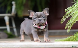 French Bulldog dogs for sale: Nora - Image 1