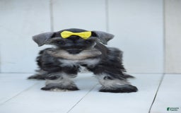 Miniature Schnauzer dogs for sale: Terra - Image 3