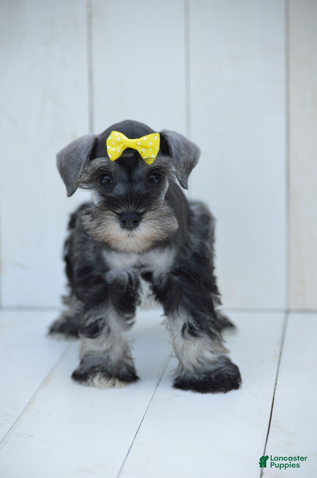Miniature Schnauzer dogs for sale: Terra - Image 3