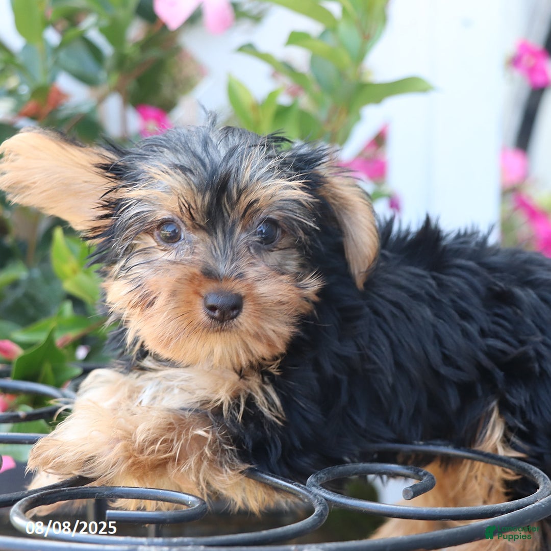 Yorkshire Terrier dogs for sale: Misty - Image 3