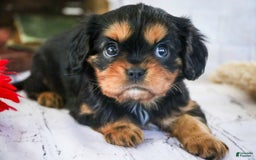 Cavalier King Charles Spaniel dogs for sale: Pluto - Image 10