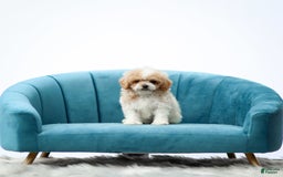 Toy Poodle dogs for sale: Quintin - Image 1