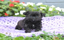 Chipoo dogs for sale: Willow - Image 1