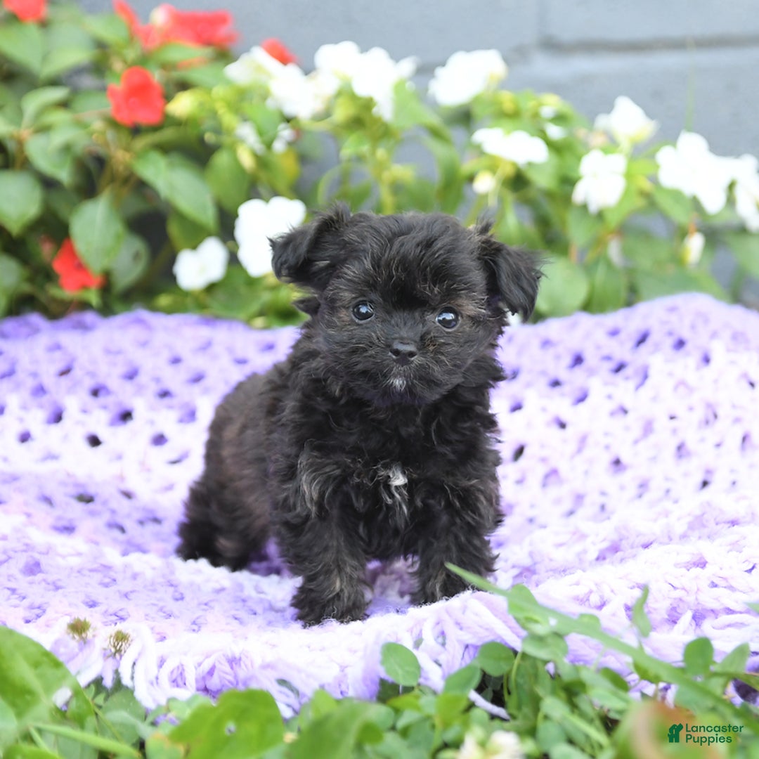 Chipoo dogs for sale: Willow - Image 1