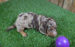 Miniature Dachshund dogs for sale: Petunia - Image 1