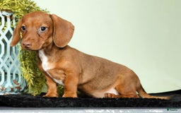 Miniature Dachshund dogs for sale: Diana - Image 2