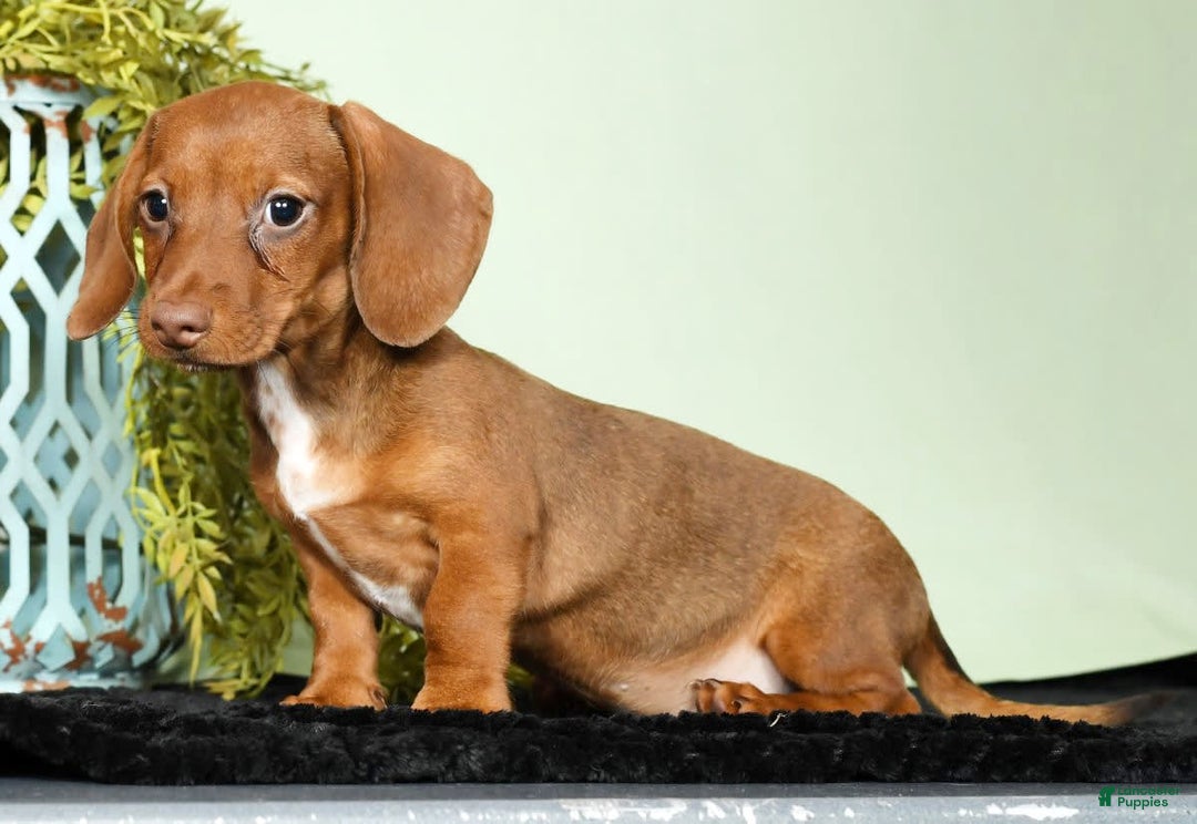 Miniature Dachshund dogs for sale: Diana - Image 2