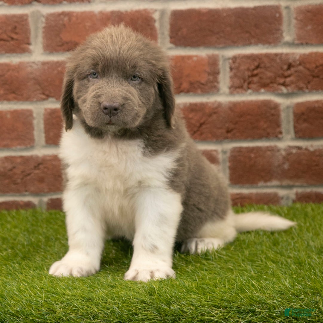 Newfoundland dogs for sale: Angel - Image 2