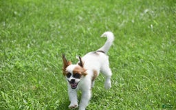 Cavapoo dogs for sale: Megan - Image 6