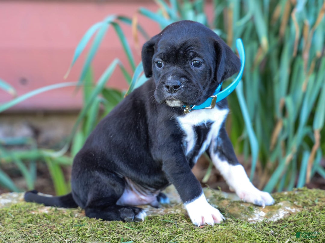 Walker Hound dogs for sale: Venjamin - Image 5