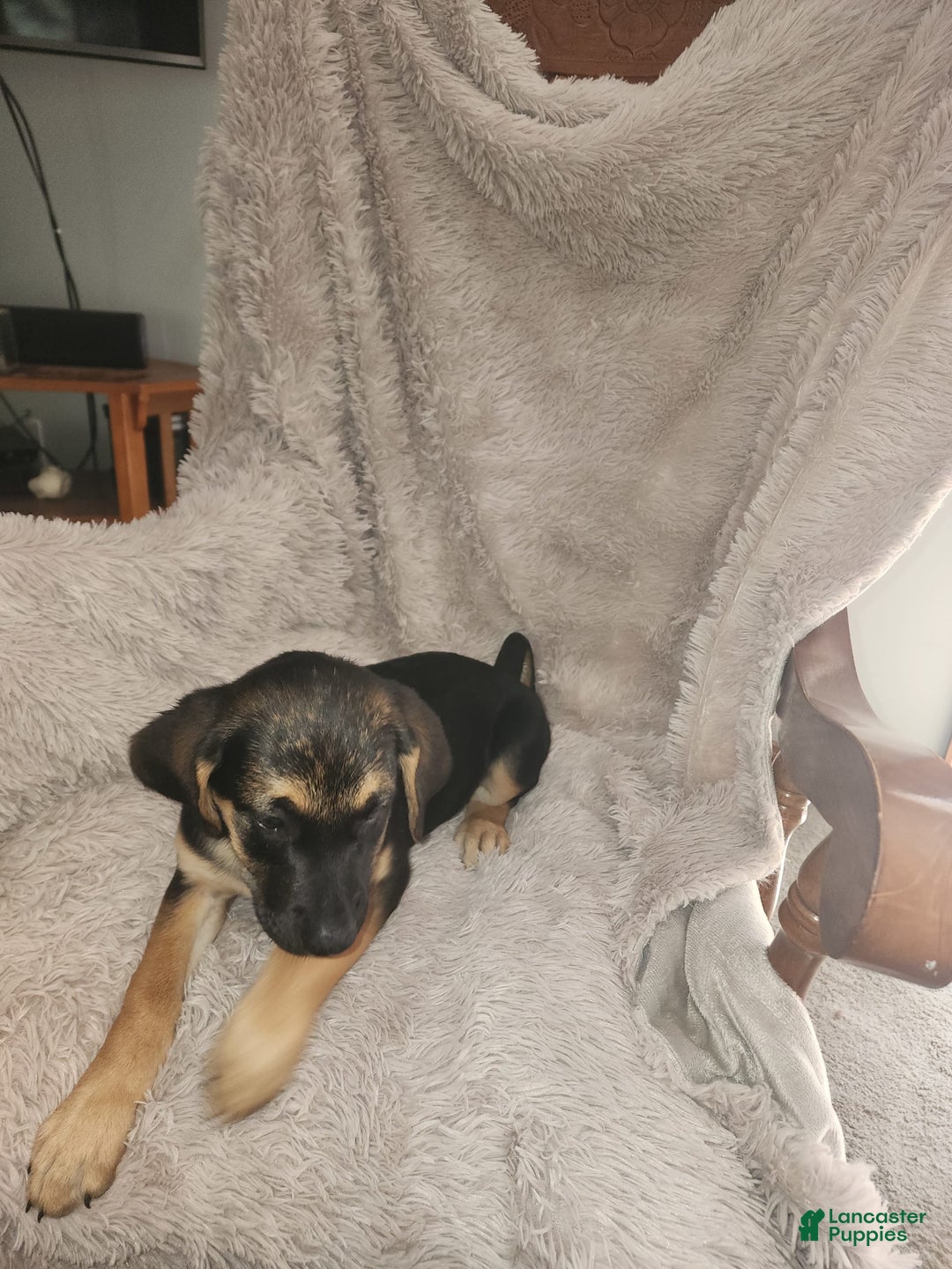 German Shepherd dogs for sale: Female - Image 1