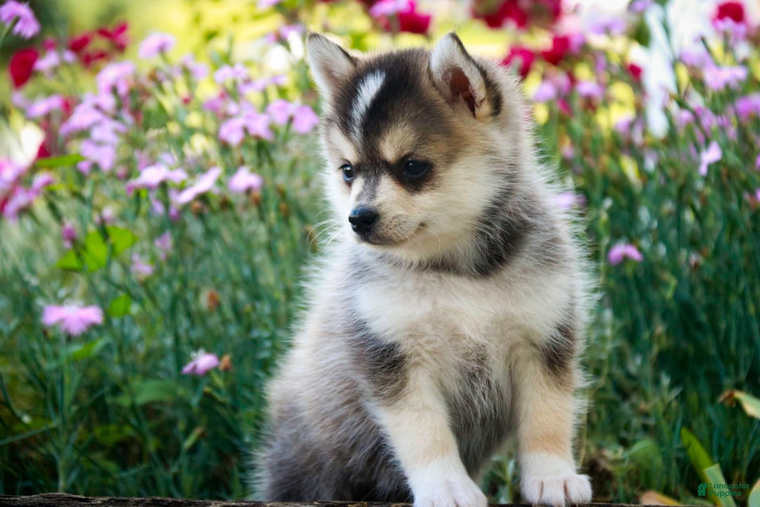 Pomsky dogs for sale: Fira - Image 5