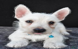 West Highland Terrier dogs for sale: Norris - Image 7