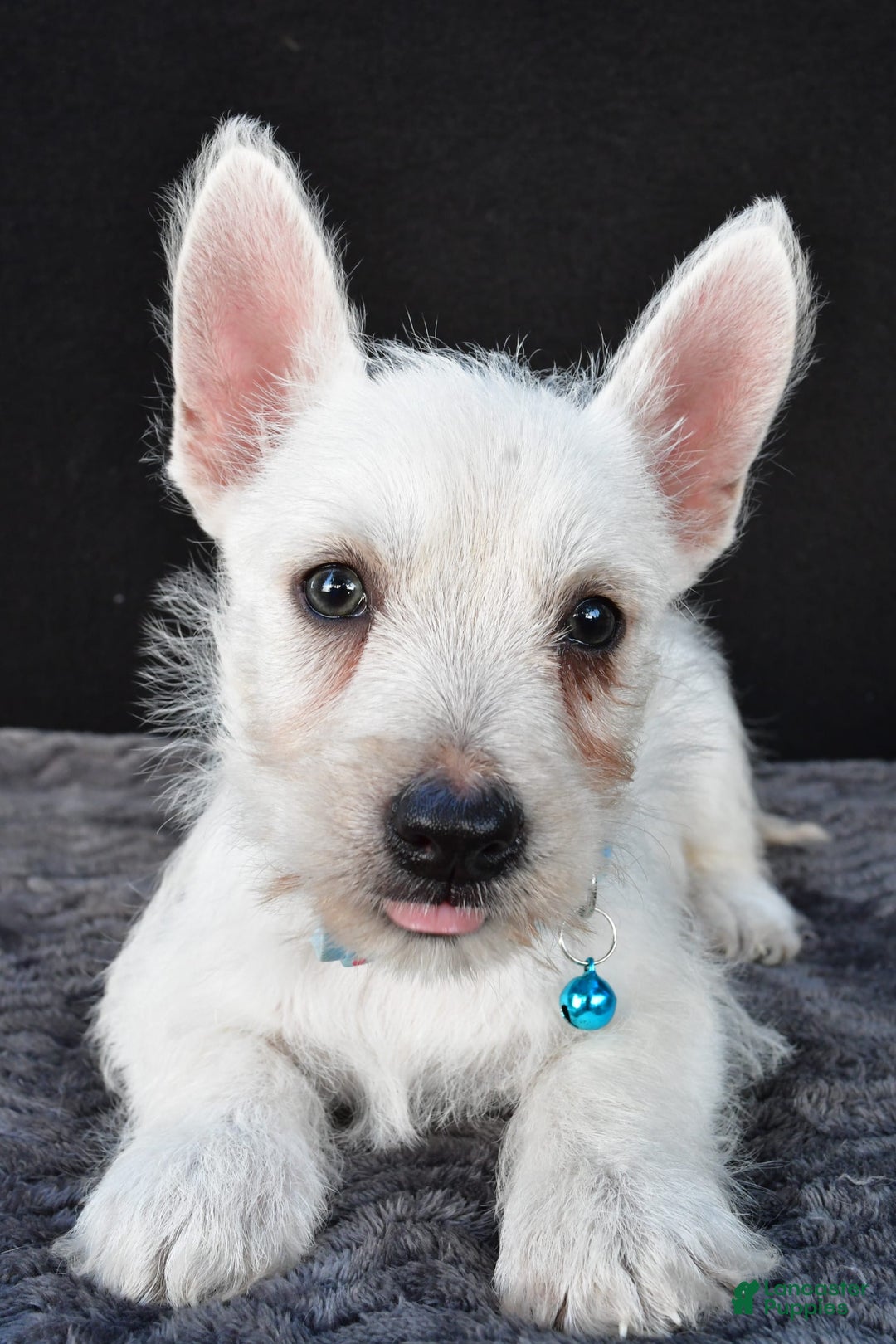 West Highland Terrier dogs for sale: Norris - Image 7