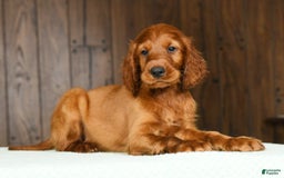 Irish Setter dogs for sale: Milo - Image 6