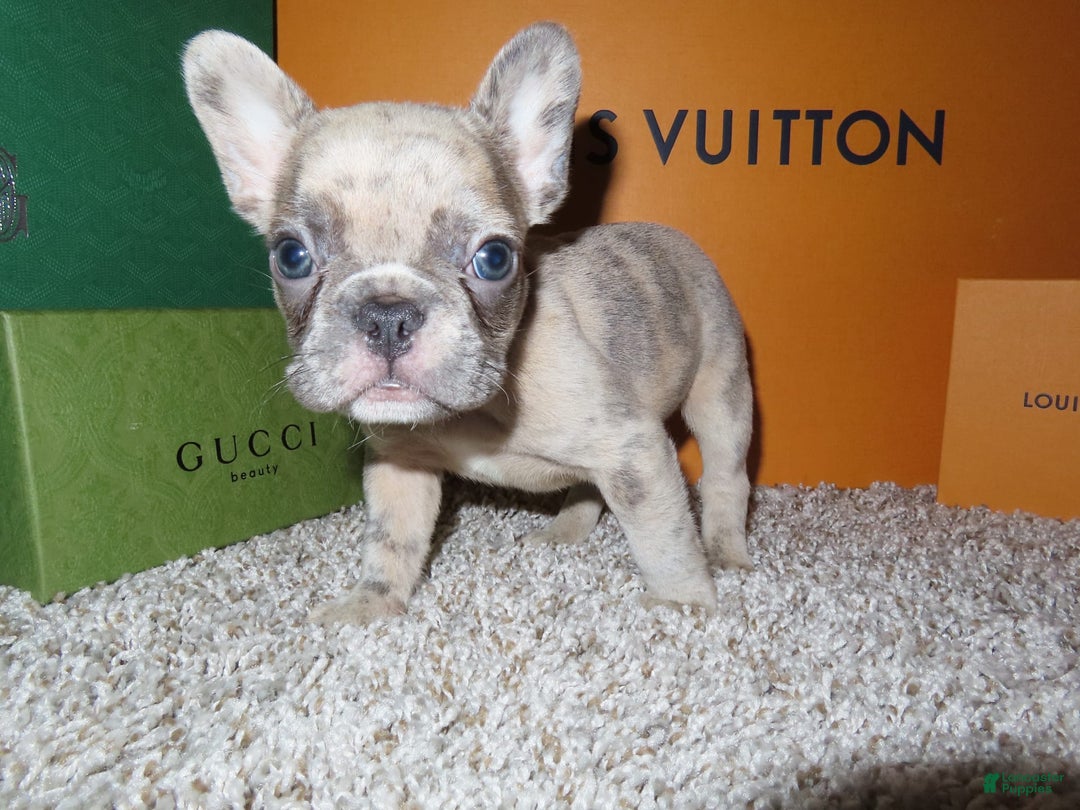 French Bulldog dogs for sale: Houdini - Image 3