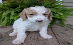 Goldendoodle dogs for sale: Sue - Image 13
