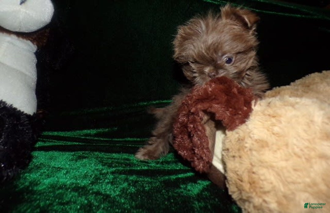 Shih Tzu dogs for sale: Full AKC Jasper - Image 4