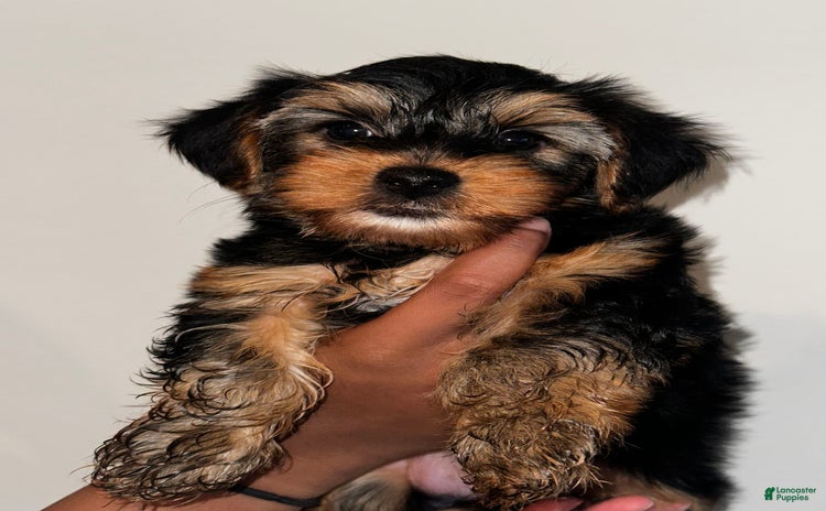 Yorkshire Terrier dogs for sale - Ad 5