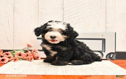 Mini Bernedoodle dogs for sale: Max - Image 2