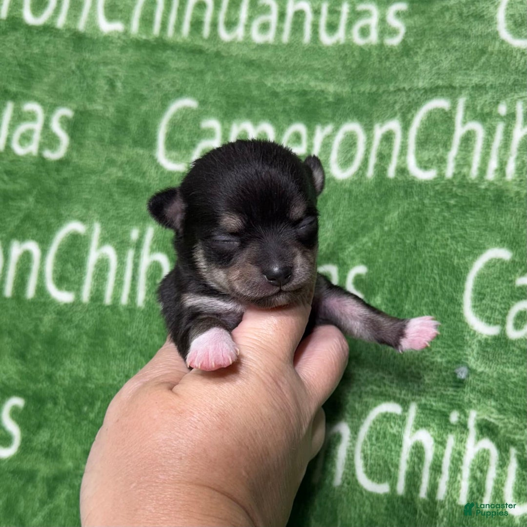 Chihuahua dogs for sale: Tiny Harry Short Coat - Image 4