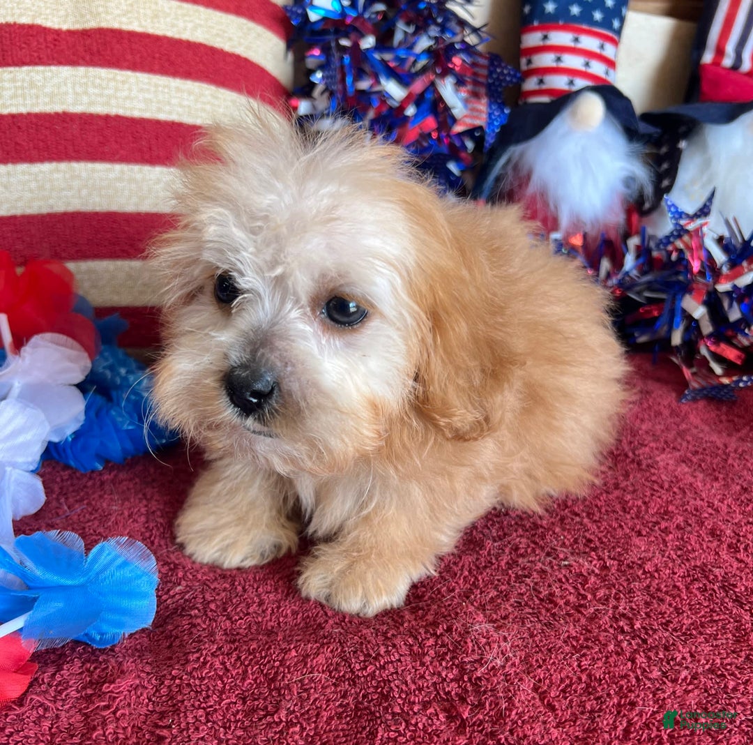 Cavapoo dogs for sale: Calvin - Image 3