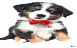 Australian Shepherd dogs for sale: Kylo - Image 2